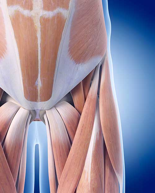 Hip Flexor Strain Symptoms And Treatment Bioskin Bracing Solutions